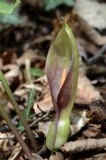Arum maculatum